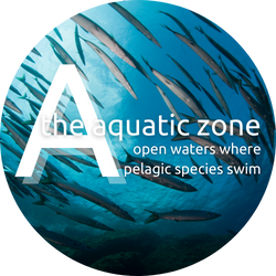 The Aquatic Zone